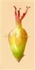  Ovary with 3 loculi and 3 styles
